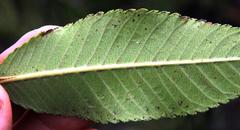 Caldcluvia paniculata