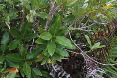 Caldcluvia paniculata