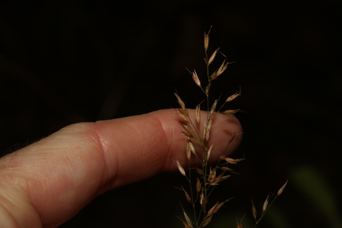 Image of Arundinella nepalensis by (c) Greg Tasney, some rights reserved (CC BY-SA)