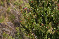 Metrosideros stipularis