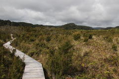 Metrosideros stipularis