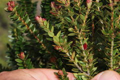 Metrosideros stipularis