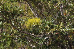 Misodendrum punctulatum