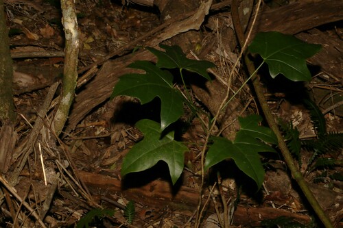 Brachychiton acerifolius
