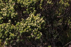 Baccharis patagonica