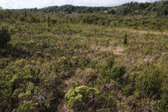 Baccharis patagonica