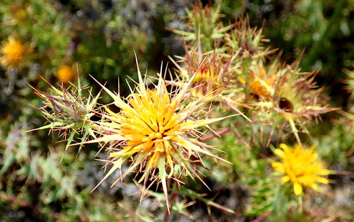 Image of Berkheya cruciata by no rights reserved
