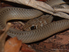 Psammophis mossambicus