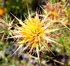 Berkheya cruciata cruciata