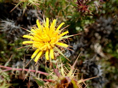 Berkheya cruciata cruciata