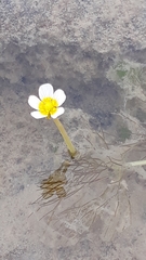 Ranunculus fluitans