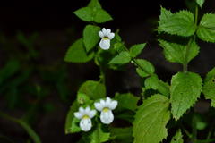 Nemesia acornis