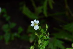 Nemesia acornis