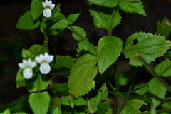 Nemesia acornis
