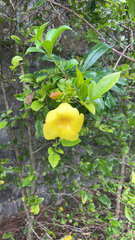 Allamanda cathartica image