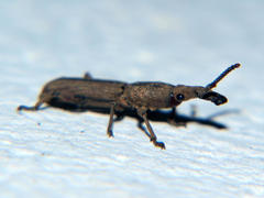 Rhinopteryx
