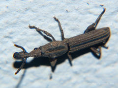 Rhinopteryx