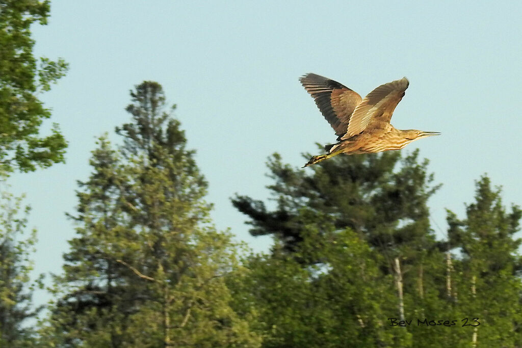 American Bittern From Parry Sound District On Canada On May At Pm By Bev Moses