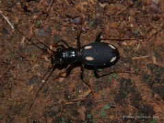 Megacephala asperata