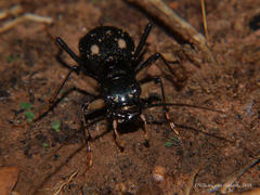 Megacephala asperata