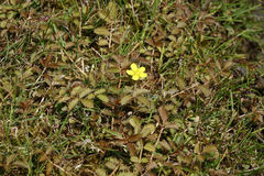 Argentina anserinoides