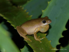 Hyperolius kivuensis