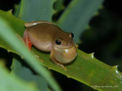 Hyperolius kivuensis