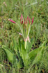 Brunsvigia undulata