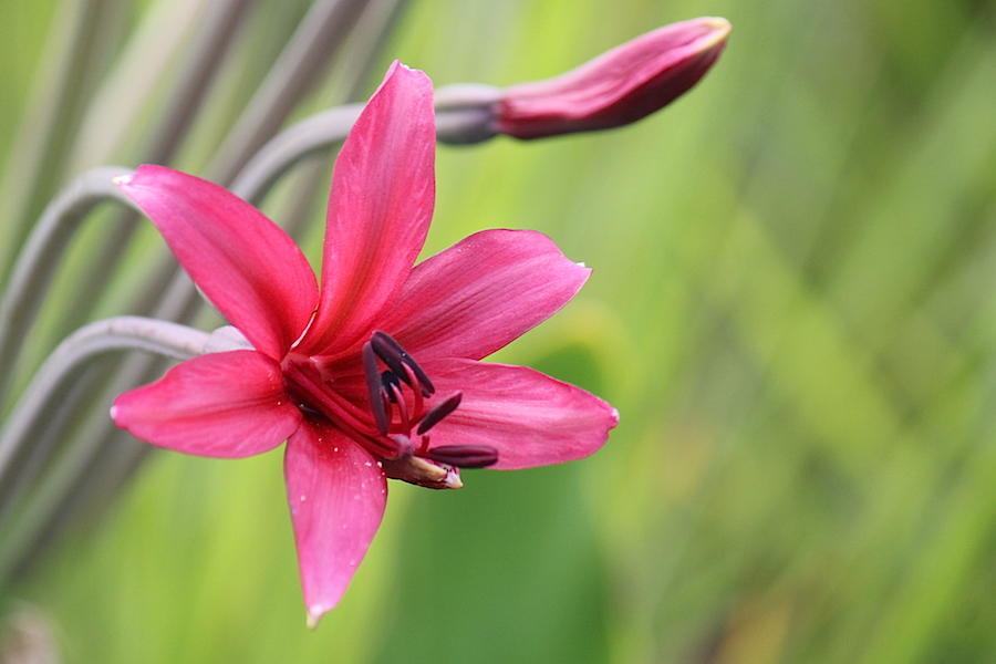 Ruby Candelabra
