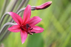Brunsvigia undulata
