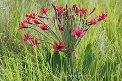 Brunsvigia undulata