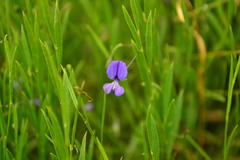 Psoralea laxa