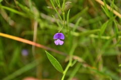 Psoralea laxa