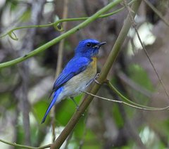 Cyornis turcosus
