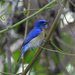 Malaysian Blue Flycatcher - Photo (c) Carmelo López Abad, some rights reserved (CC BY-NC), uploaded by Carmelo López Abad