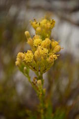 Senecio foeniculoides