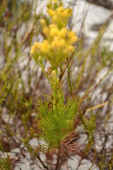 Senecio foeniculoides