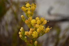 Senecio foeniculoides
