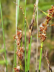 Schoenus bolusii