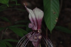 Tacca integrifolia
