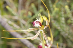 Caladenia dilatata