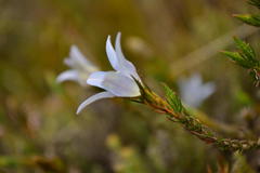 Roella prostrata