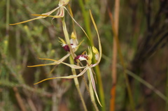 Caladenia dilatata