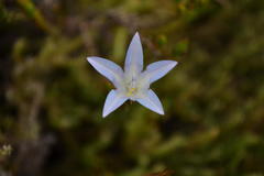 Roella prostrata