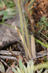 Caladenia dilatata
