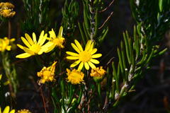 Euryops lasiocladus