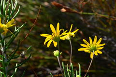 Euryops lasiocladus