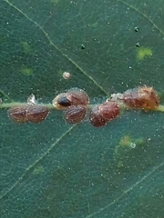 Coccidae