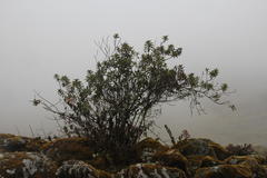 Pentacalia nunezii