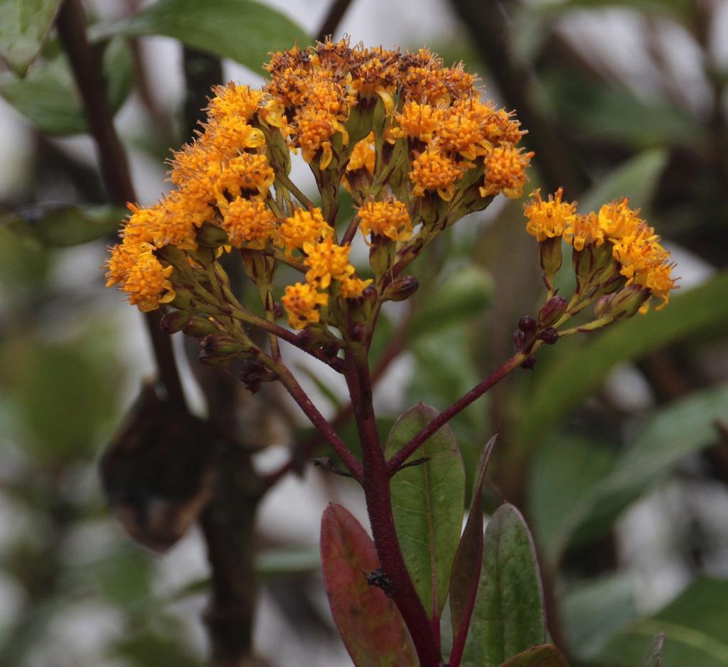 Pentacalia